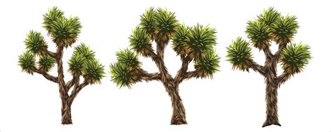 joshua tree vector|joshua tree clipart free.